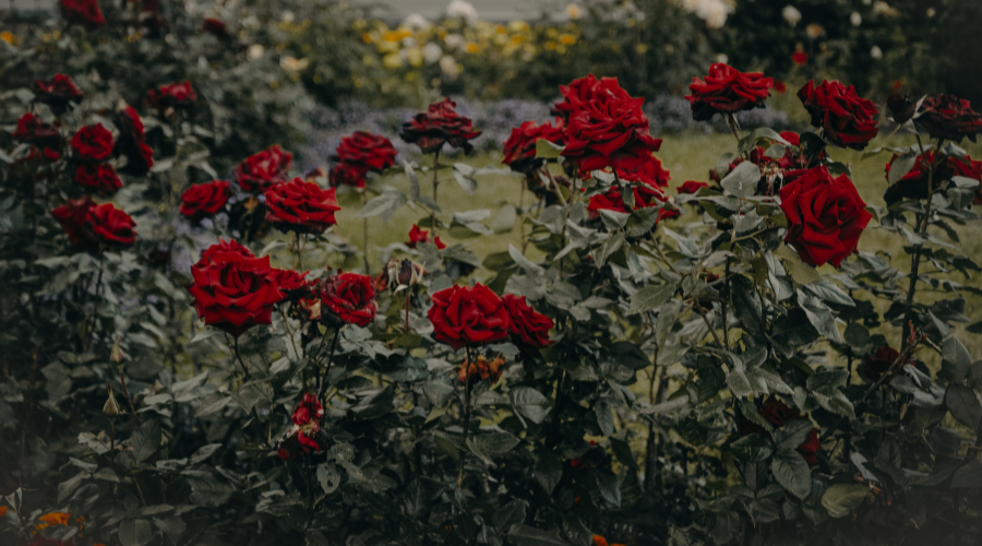 Red Roses Garden in Bloom