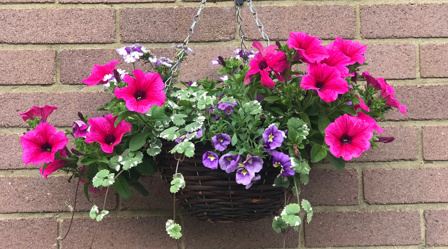 Hanging basket summer flowers