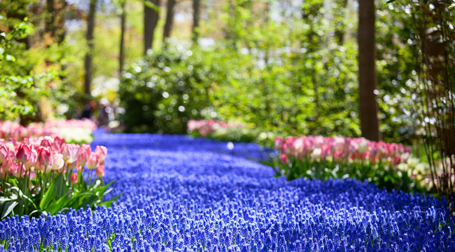 Hyacinth carpet in the spring garden