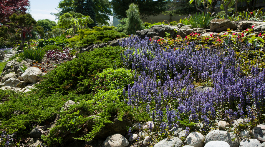 Perennial rock and flower shrub garden