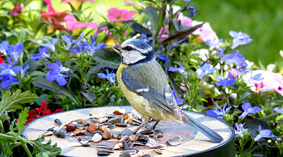 Bird Eating Seeds