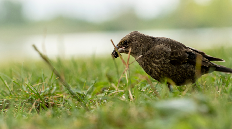 Bird eating insects