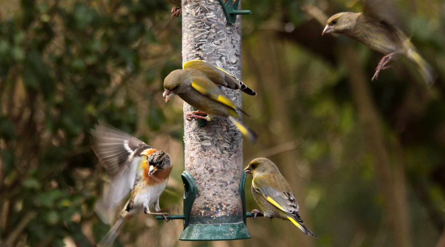 Feeding garden birds in winter