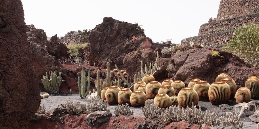 Cactus garden with cool rocks 