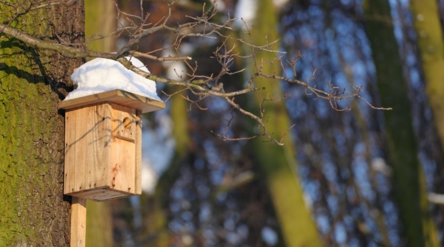 wooden birdhouse on side of tree