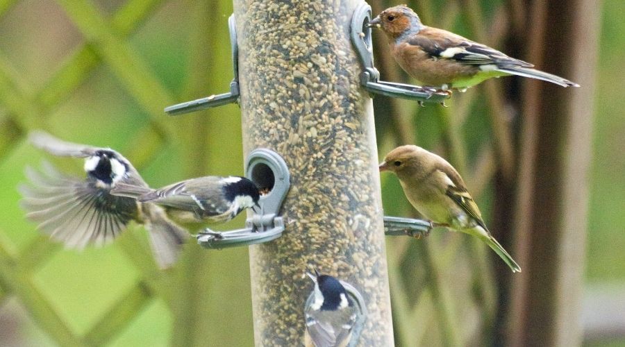 several birds gathering at a tube feeder