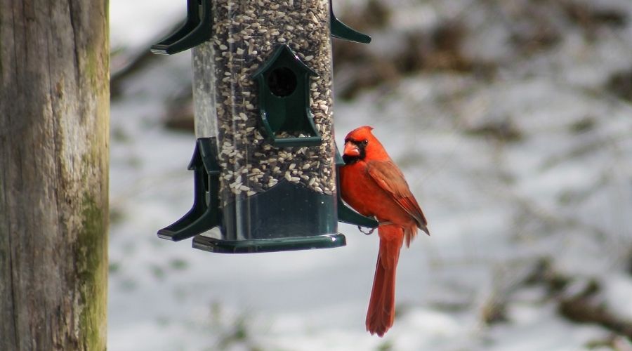 cardinal feeding from tube feeder