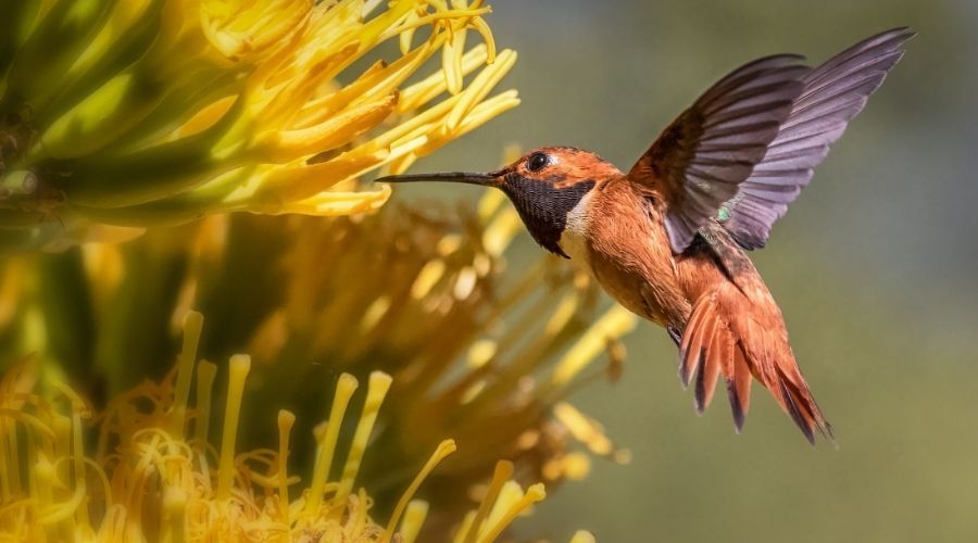hummingbird feeding from a yellow flower