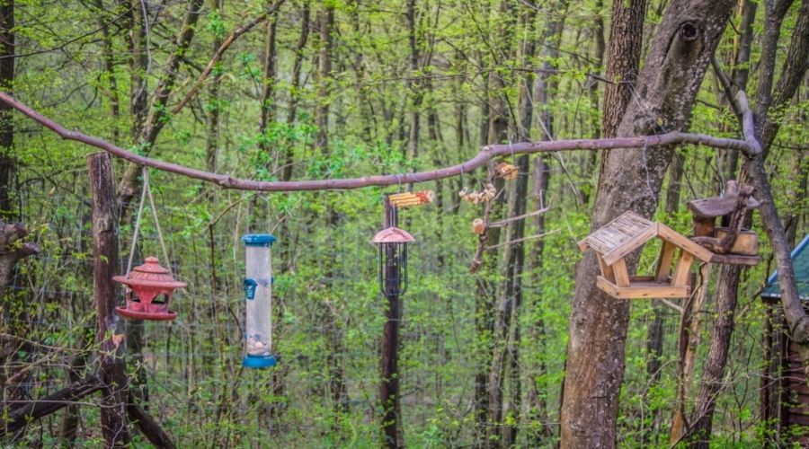 several different bird feeders hanging from a tree