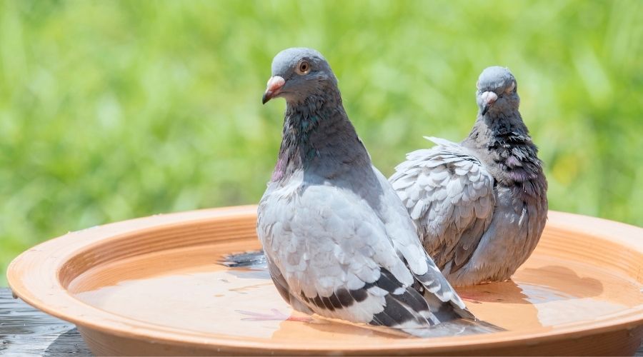 The Best Bird Bath For 2022