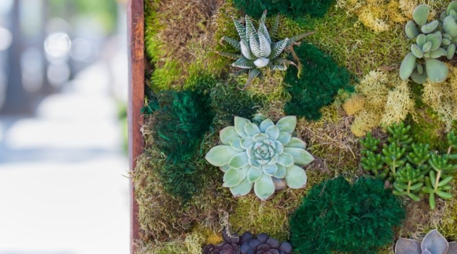 How to Create a DIY Moss Wall in Your Home