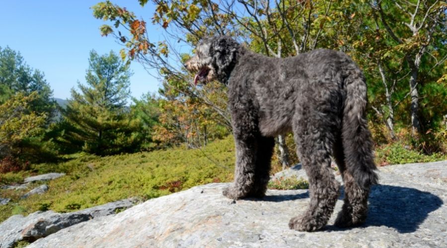 dog standing on large rock outside