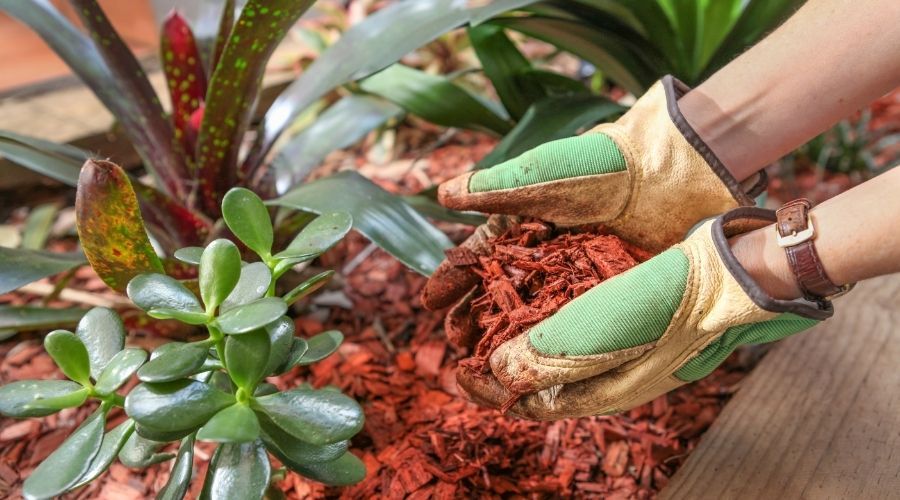 a person's hands wearing gardening gloves lifting a handful of cedar mulch