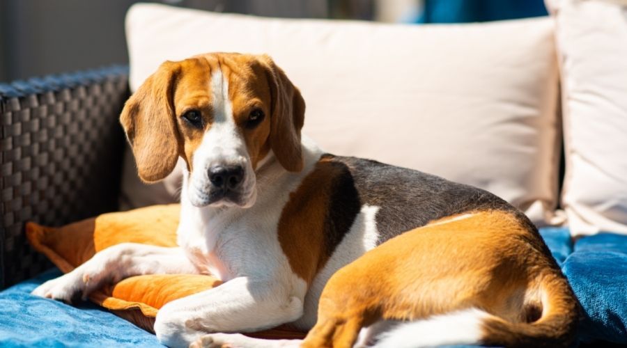 beagle laying outside on dog bed
