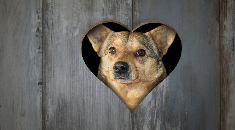 dog looking through heart-shaped hole in fence