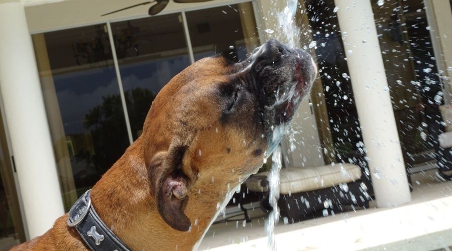 dog drinking from outdoor fountain