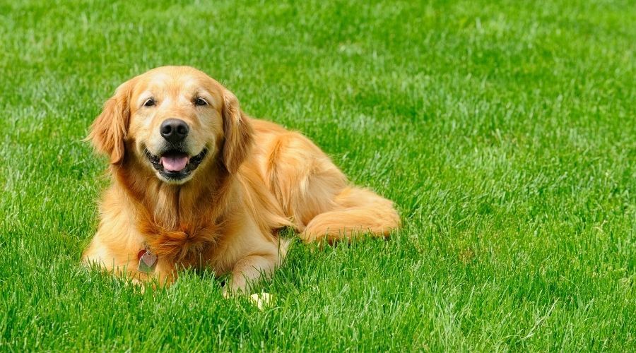 golden retriever laying outside in the grass