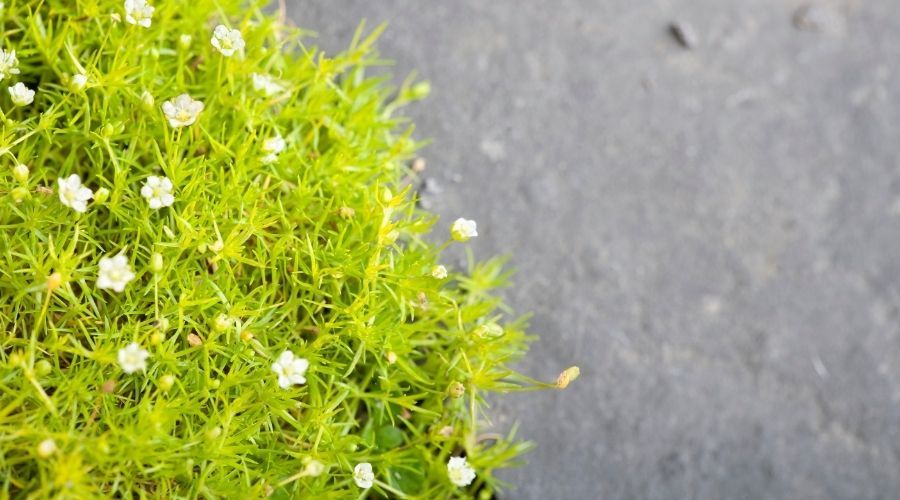Irish moss growing alongside a patio stone