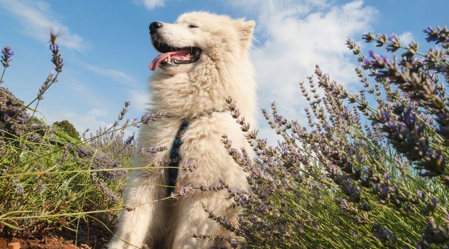 dog sitting outside surrounded by lavender plants