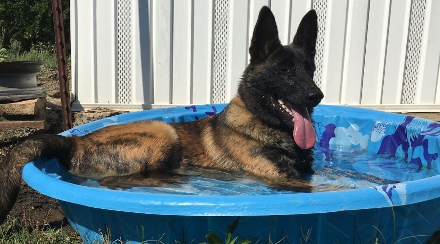 large dog laying in a plastic puppy pool outside