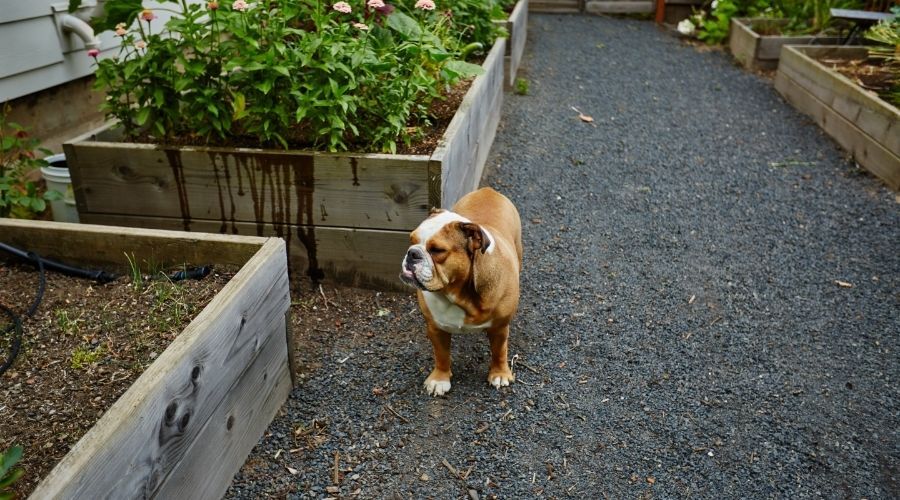 dog standing on gravel pathway surrounded by raised garden beds