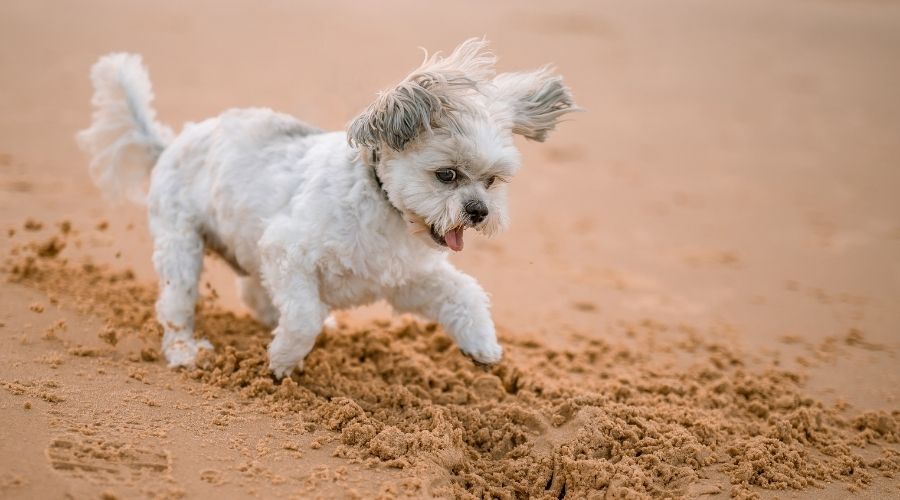 small dog playing in the sand