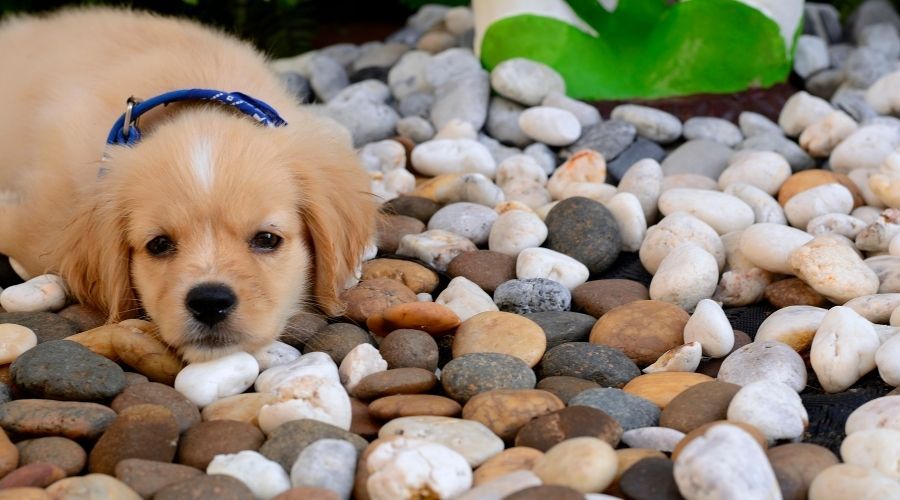 dog laying on a bunch of smooth rocks