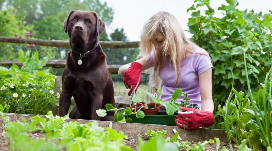 woman planting vegetable garden sitting next to dog
