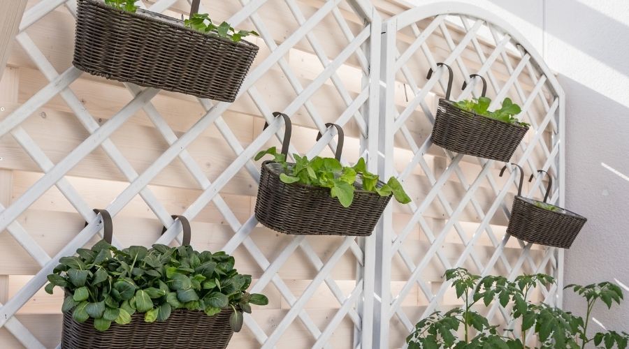 vertical garden of plant baskets hanging from a lattice fence