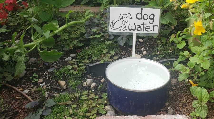 dog water dish outdoor in garden