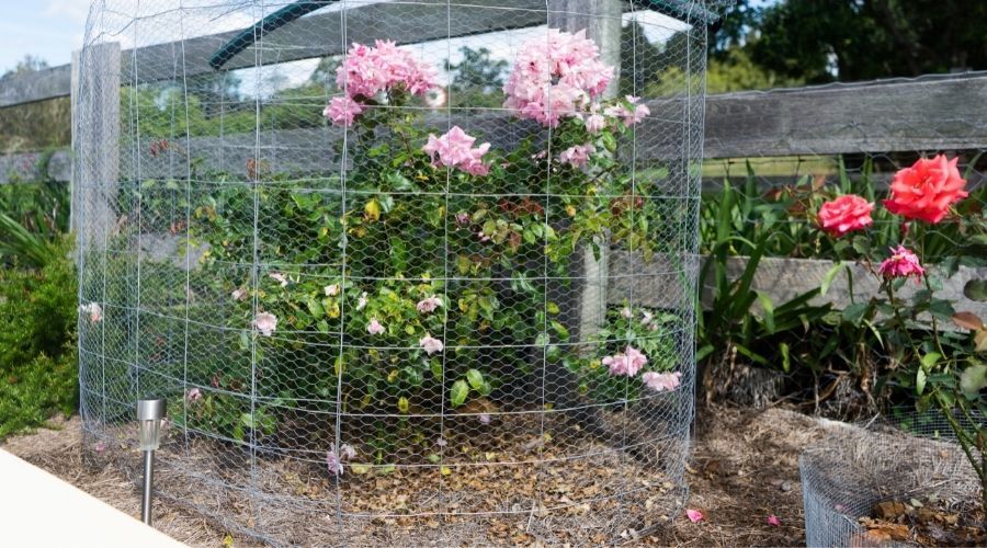 chicken wire cage around a rose bush in garden