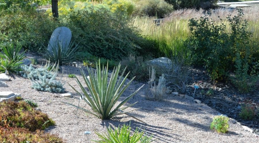 xeriscape garden with a variety of different plants