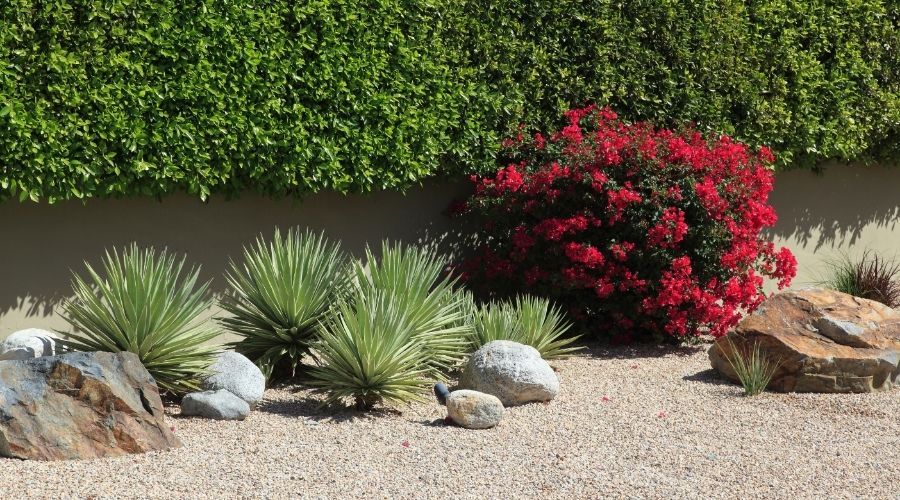 xeriscape garden with stones, greenery, and a red flowered bush