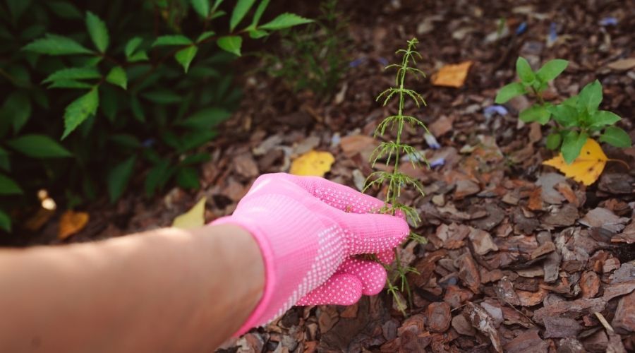 woman wearing pink gardening gloves pulling weed from mulch