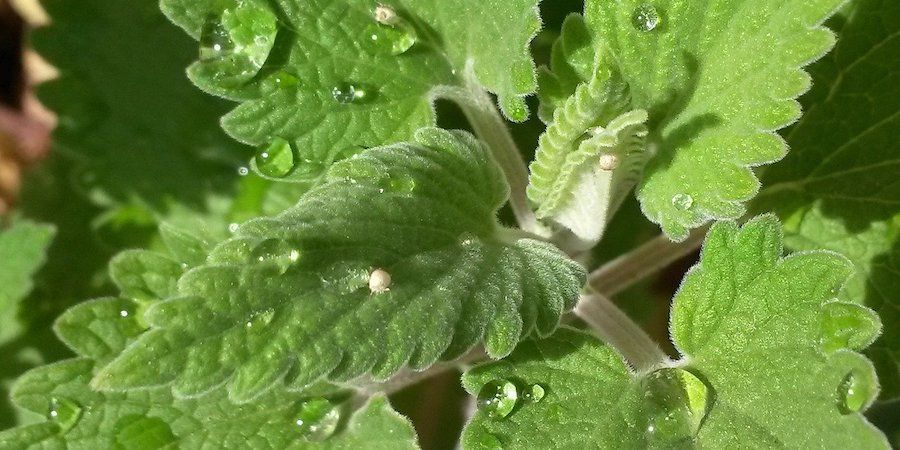 Catnip plant with water droplets