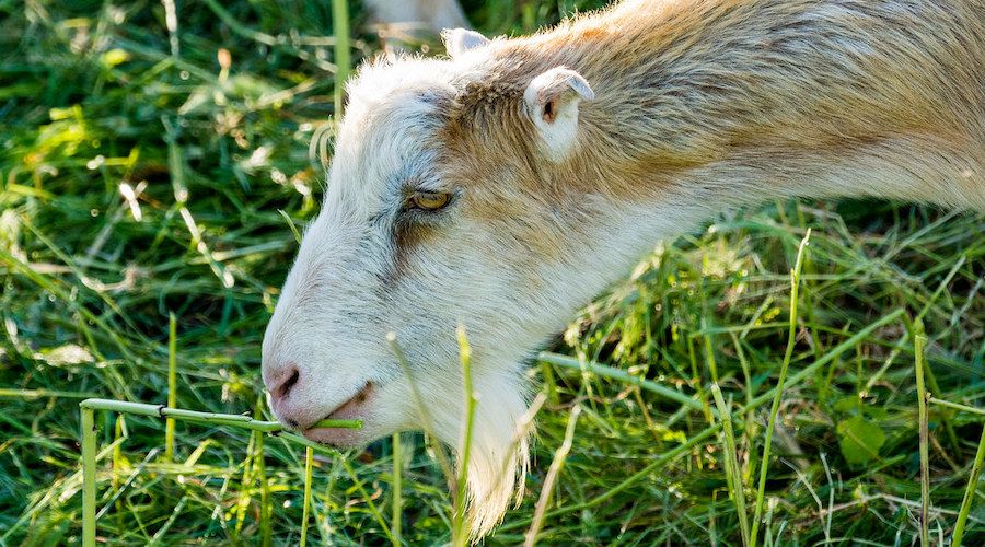 livestock eating grass