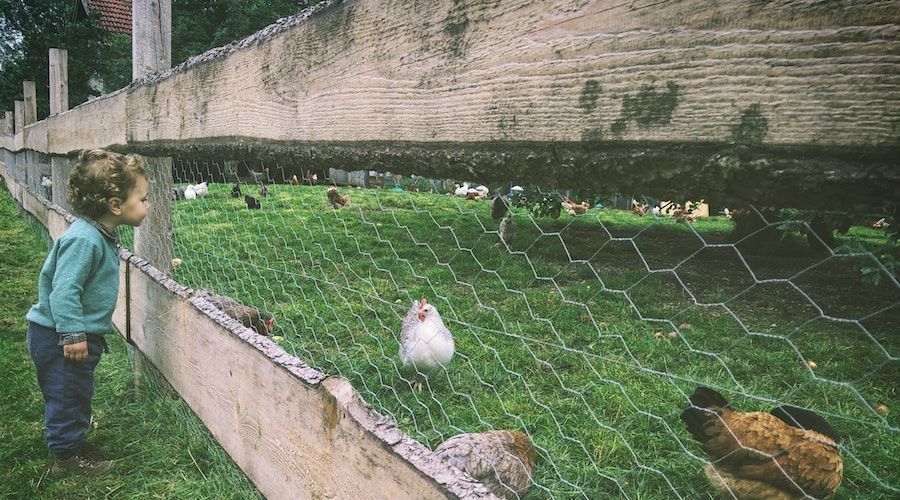 chicken behind fence