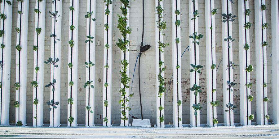 Hydroponic veggie garden mounted on wall