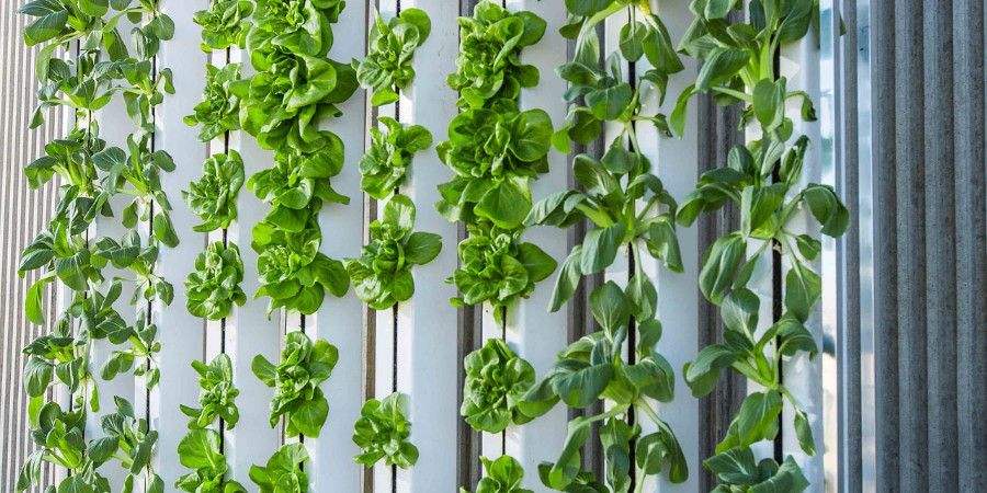 close up of hydroponic lettuce wall