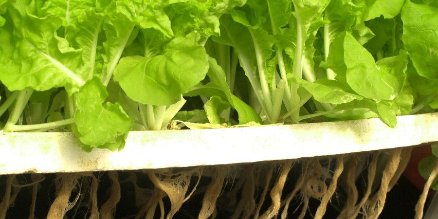 Close up of roots on lettuce plants in hydroponic grower