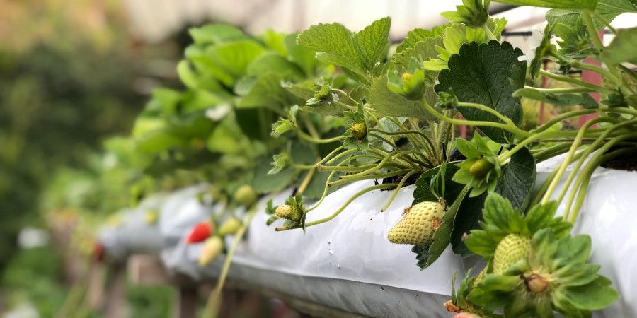 close up of vertical hydroponic planters for strawberries