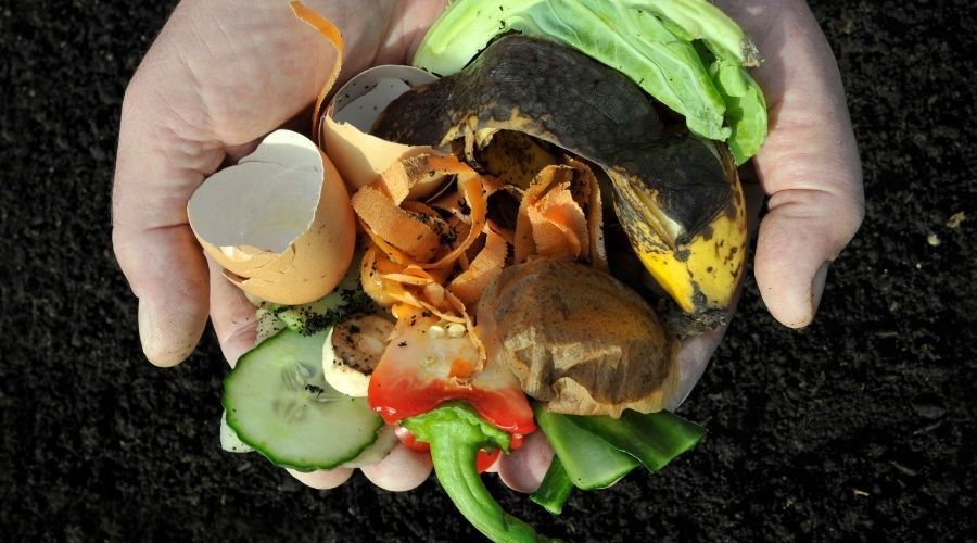 a person's hands holding a variety of food scraps