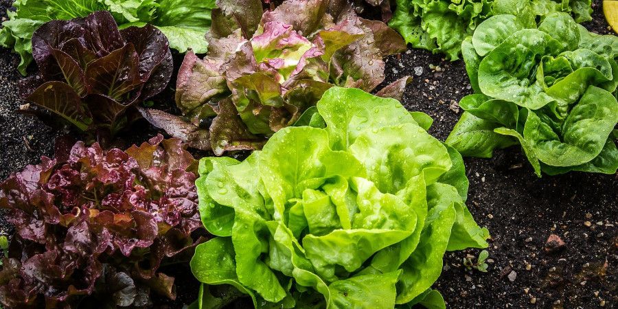 compost improves soil nutrition