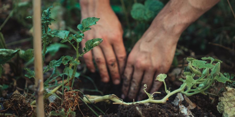hands tilling soil bare