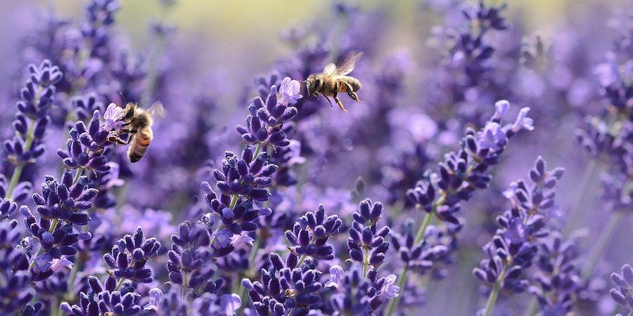 Bees pollinating lavender flowers