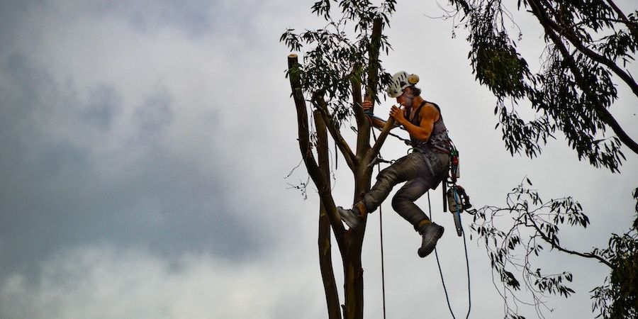 Man up a tree with a chainsaw