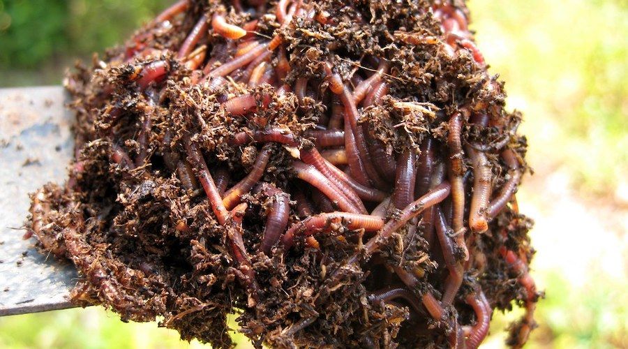 earthworms in the soil