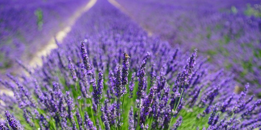 Row of lavender plants