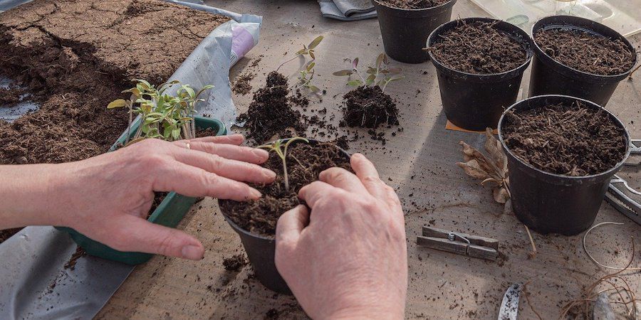 Hands transplanting seedlings
