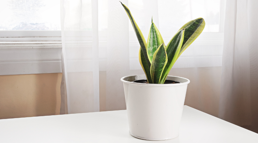 A snake plant on a table beside a window